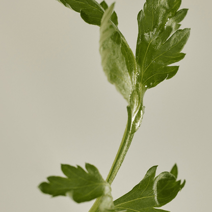 Matte Sun Stick : Mugwort+Camelia High Protection SPF 50+ PA++++